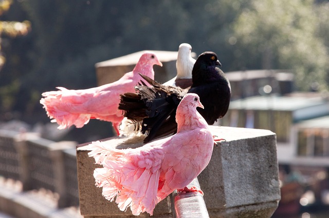 他们希望留 他们希望留